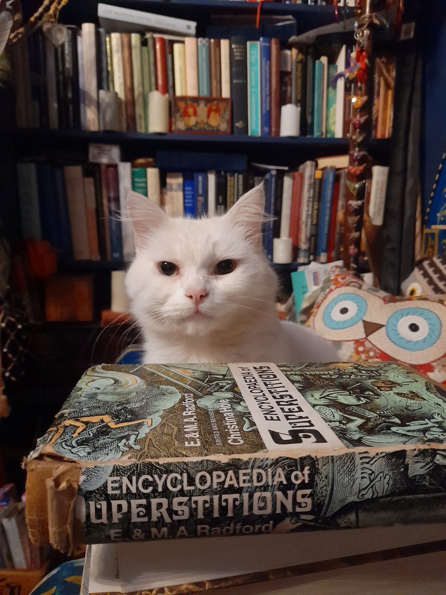 🌿🤍🌿Dandelion, my beautiful floof Familiar...
#Caturday #SuperstitionSat