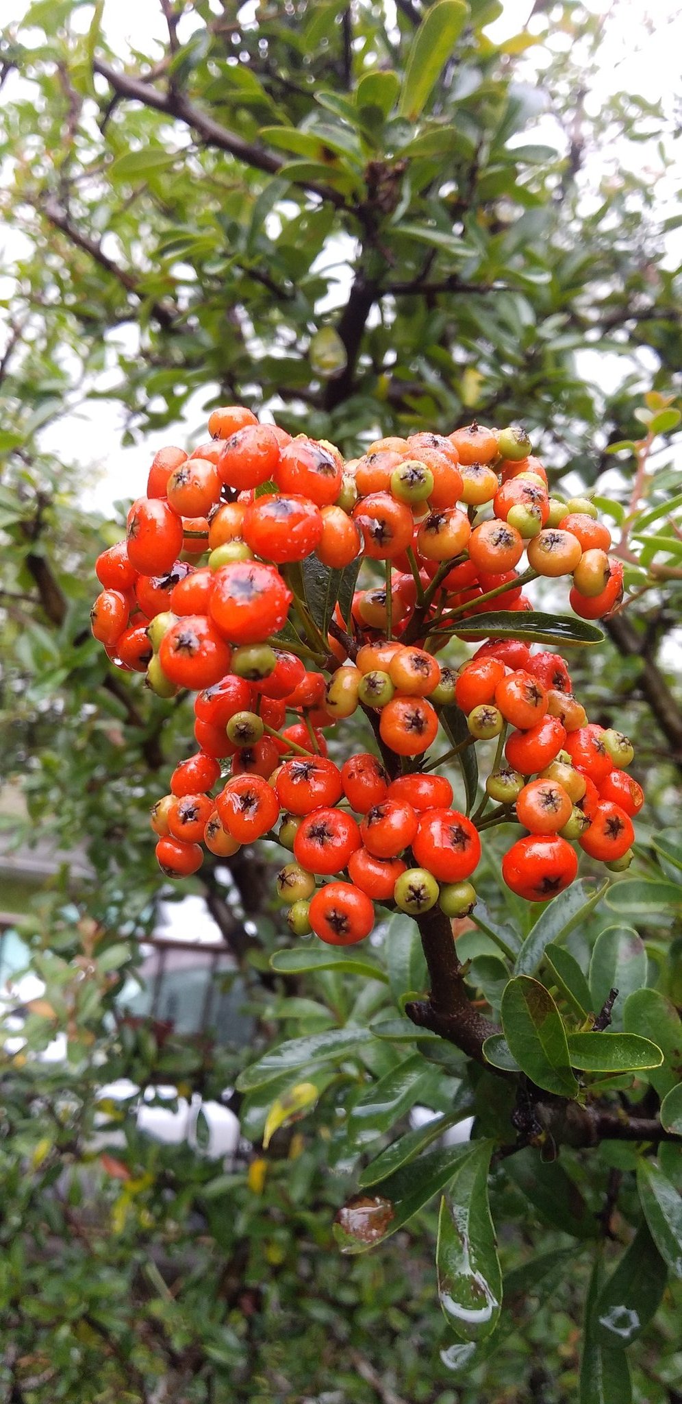 トゲ Twitter検索 Twitter