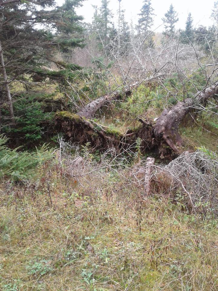 MvecP's tweet photo. MVEC Pre Primary out leaf hunting and downed tree spotting. Lots of conversations here. One being aliens lived in the stream. Who knows? @HRCE_NS @nseducation https://t.co/sZItn6UEdC