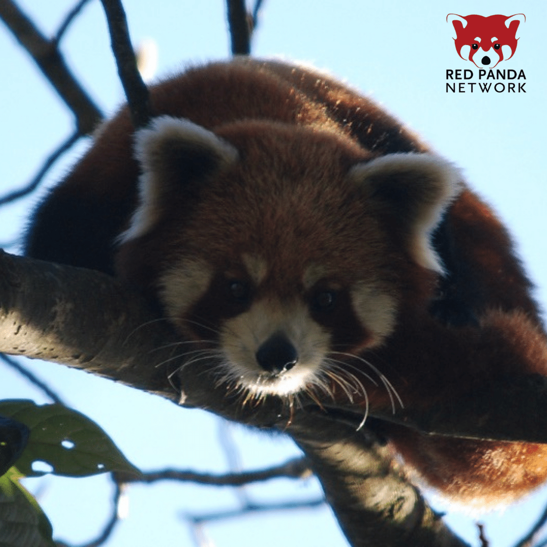 Red Panda Network on Twitter "The red panda spends about 1013 hours per day grazing! They have