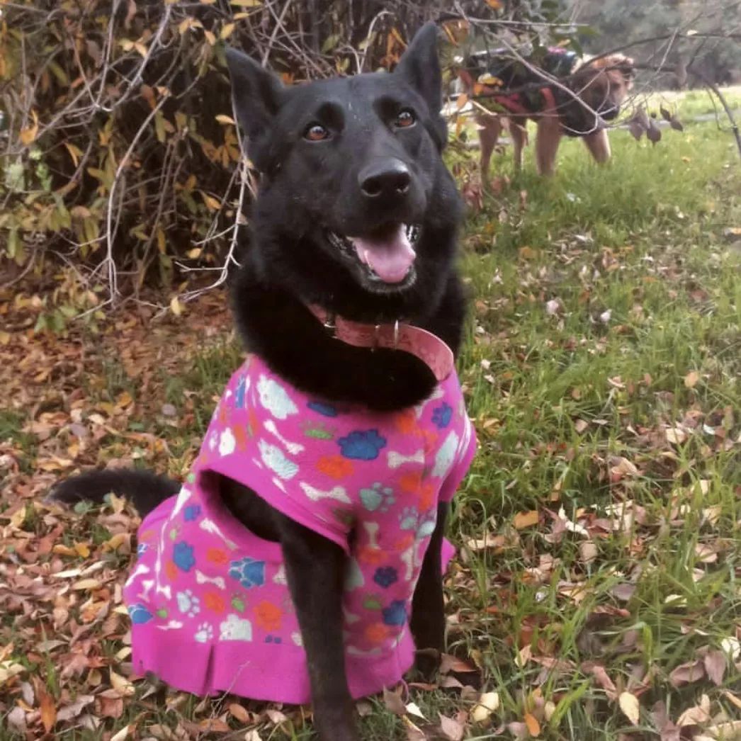 #Adopción
Lobita ya está esterilizada vacunada y desparasitada lista para encontrar hogar🏠Llegó muy tímida al parque y hoy ya se deja tocar, es muy cariñosa. Es mediana, negrita con canas y de aprox 2-3 años

Solicitar formulario de adopción al correo abandonadosparque@gmail.com
