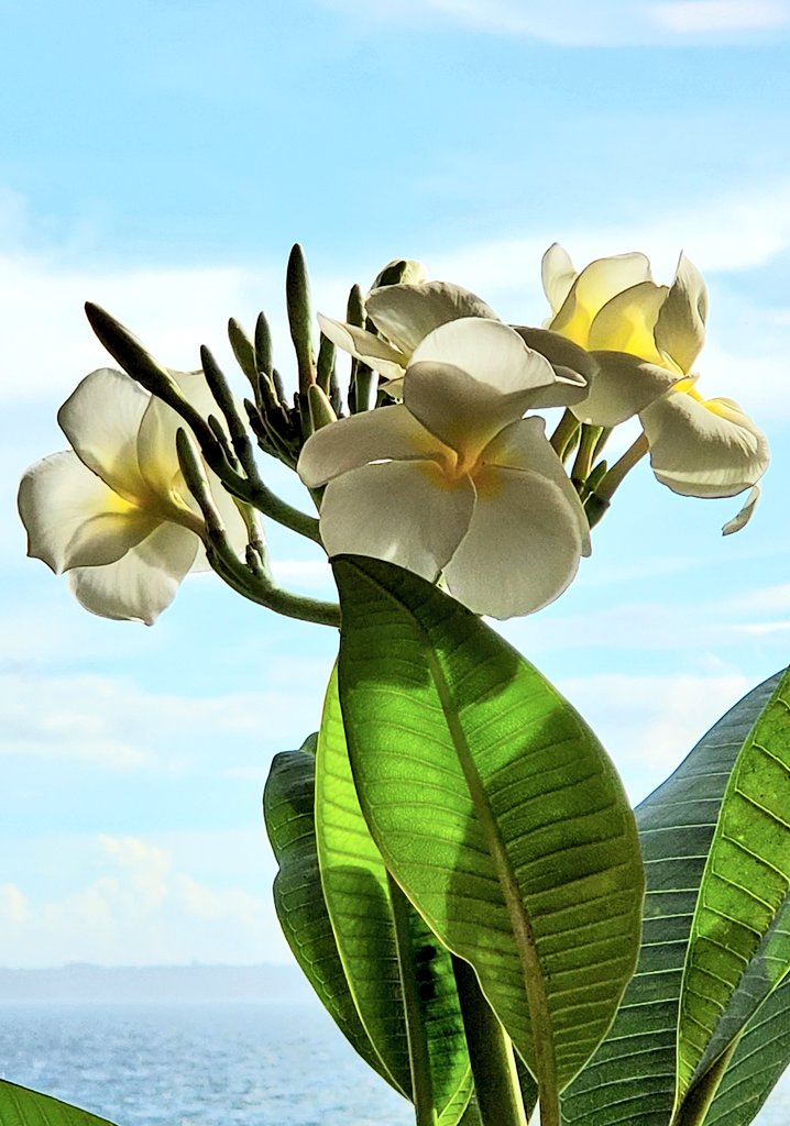 ﾌﾟﾙﾒﾘｱ Twitter Search Twitter