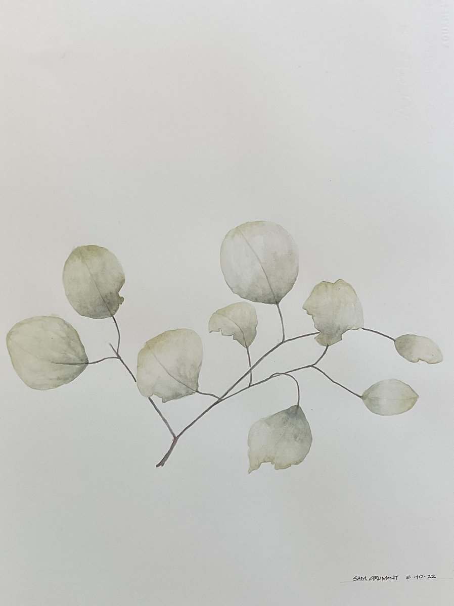 Leaves from Kalimna. #acquarelli #acquarell #watercolour #watercolors #nature #naturewatercolour #leaves #contemporarywatercolor #simplicity #botanicalart #botanical