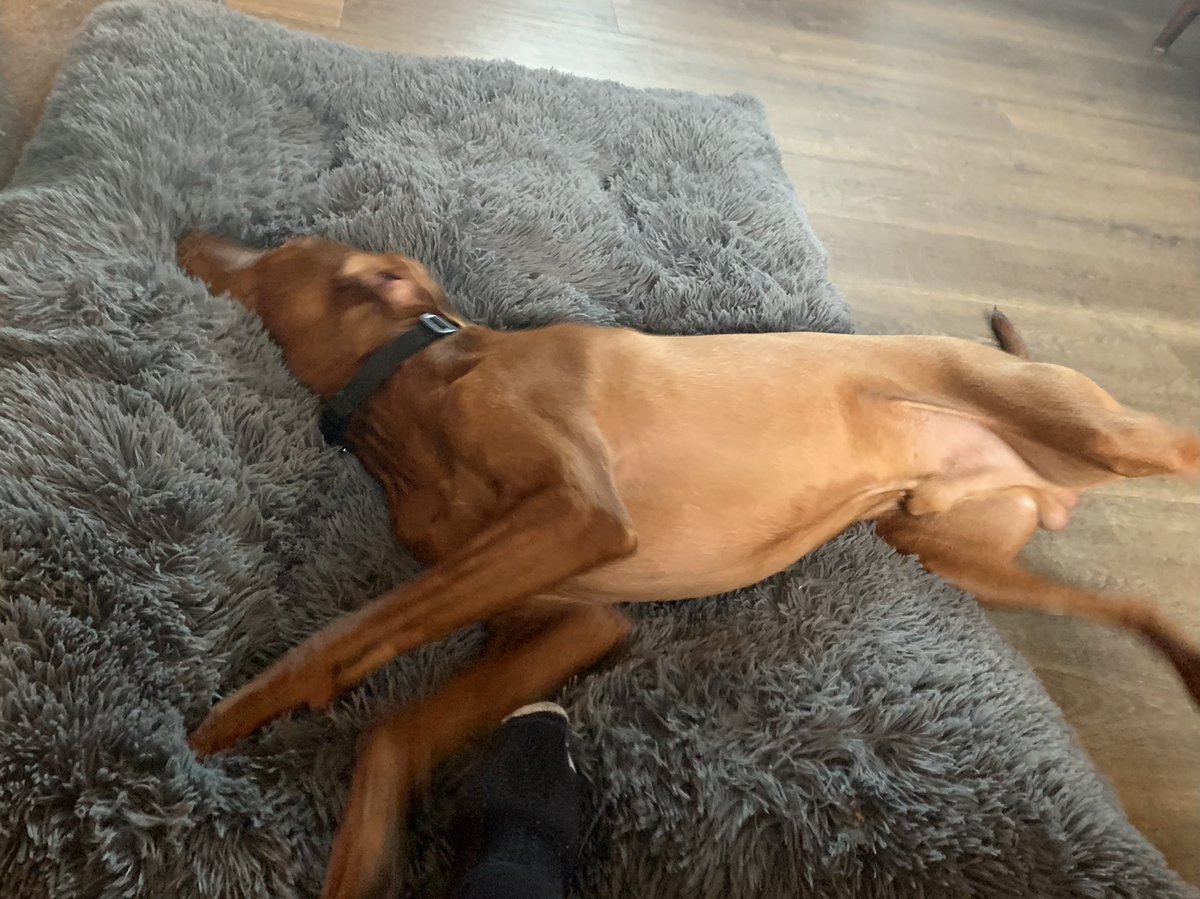 merseyview's tweet photo. Sidders, the most velvety of ears and bellies #isleofman #sidders https://t.co/MSRHeEohRf
