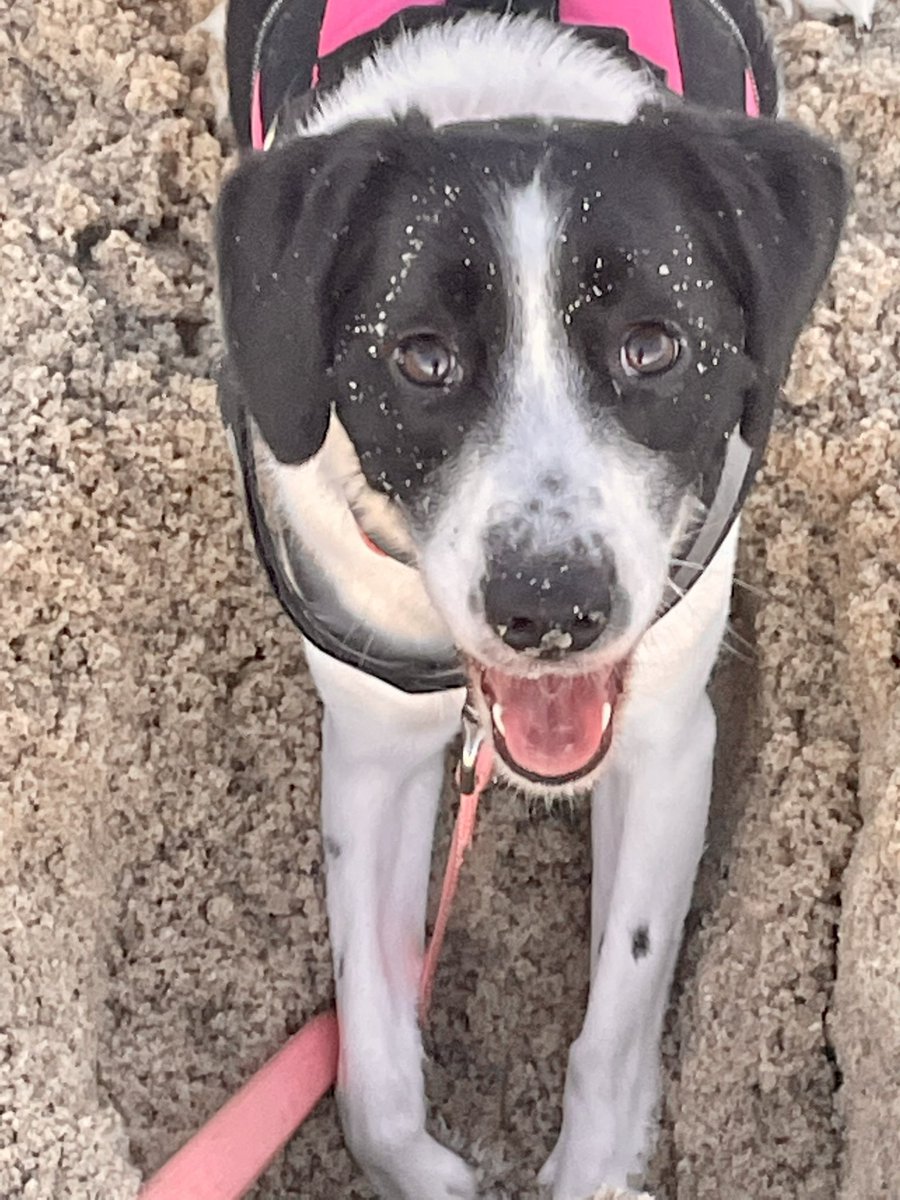 BeingFrankle's tweet photo. Hershey dug a hole and got in it. #herhsey #dogs #dogsonvacation #shedugahole #sandydogs https://t.co/h5GMvaaslU