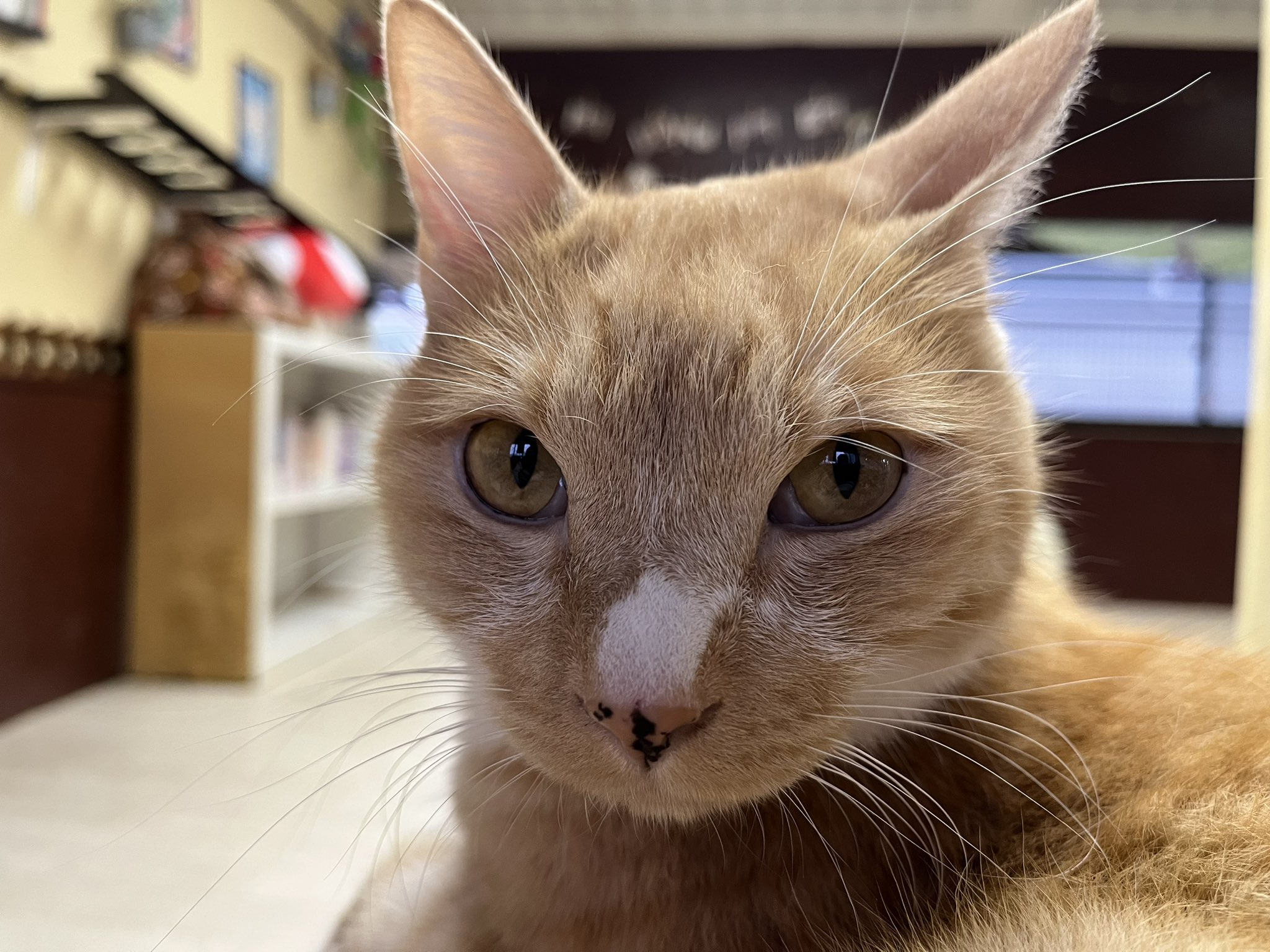 ねこコレ山形 Nekocolle Y Twitter