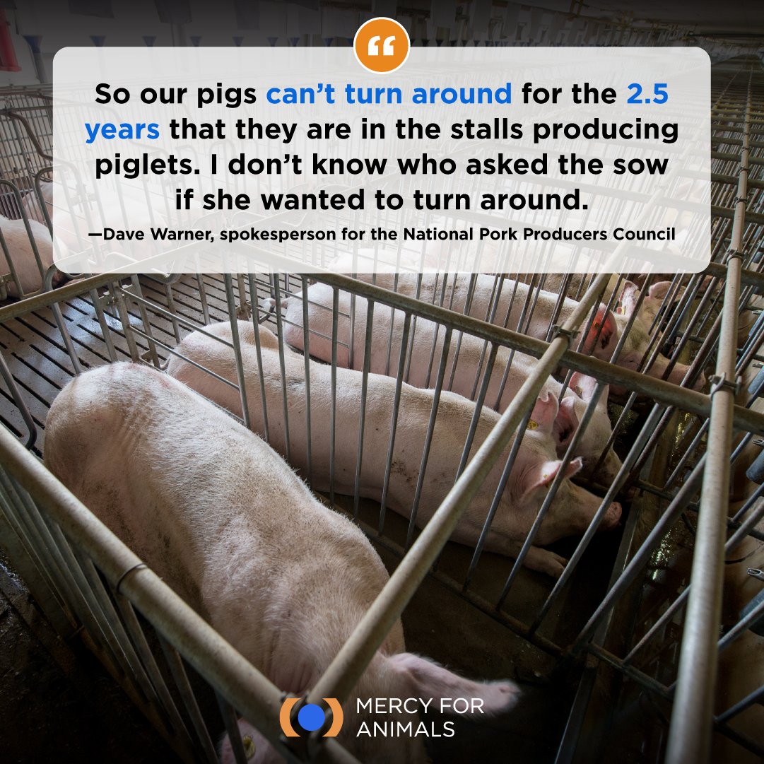 Being trapped in a cage so small that you can't turn around or lie down comfortably would be torture for ANYONE. 😢 Remove your support from this cruel industry by choosing more plant-based foods and learn more about our latest investigation at bit.ly/UnderAttackTW.