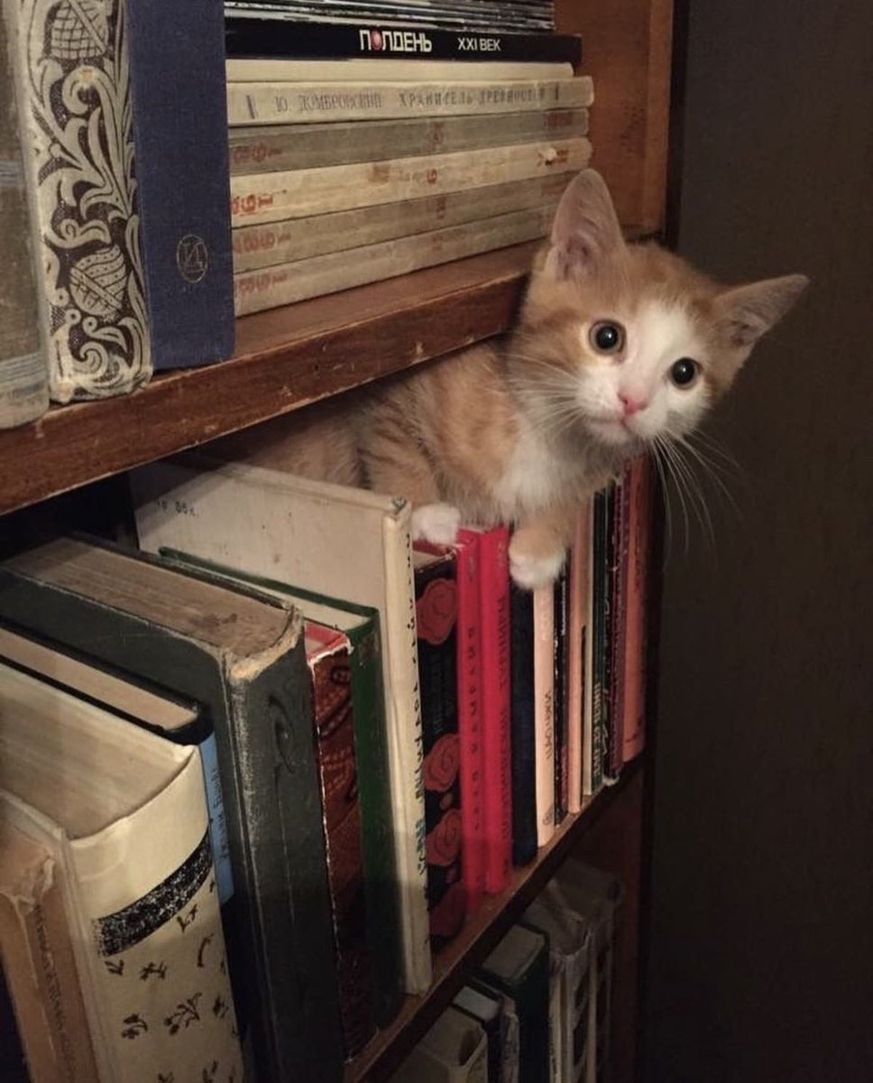 dcd728's tweet photo. #Kitty looking for a good #book to #curlup with this #weekend #fall #bookweather #Caturday https://t.co/VLvZ5PhGl2