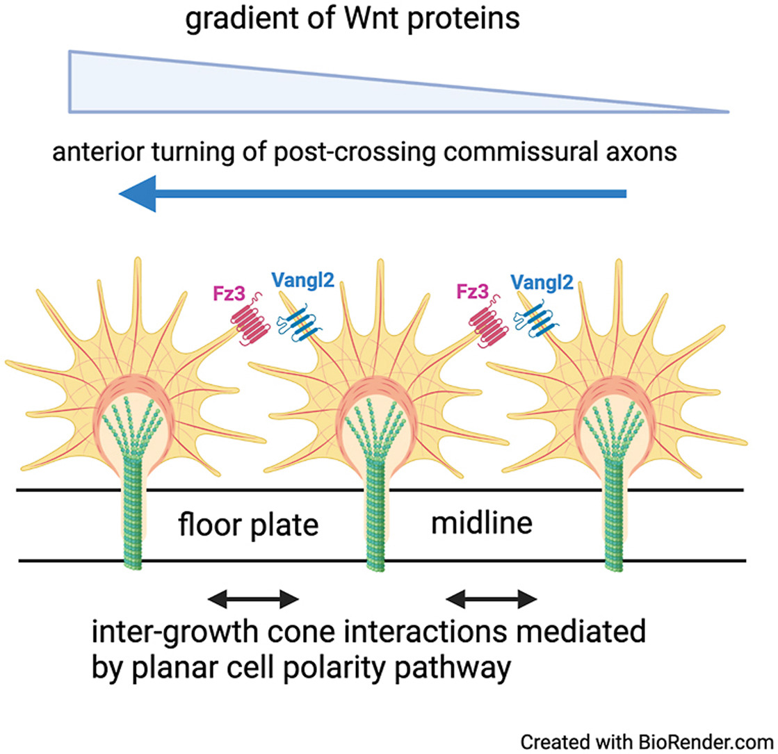 Dev_Bio_Journal's tweet image. #DBfeature

Inter-growth cone communication mediated by #PlanarCellPolarity pathway in #AxonGuidance
by Yimin Zou @yiminzounew

&quot;LRRK primarily regulates a previous unappreciated aspect of Frizzled3 function, which is axon-axon organization&quot;

sciencedirect.com/science/articl…
