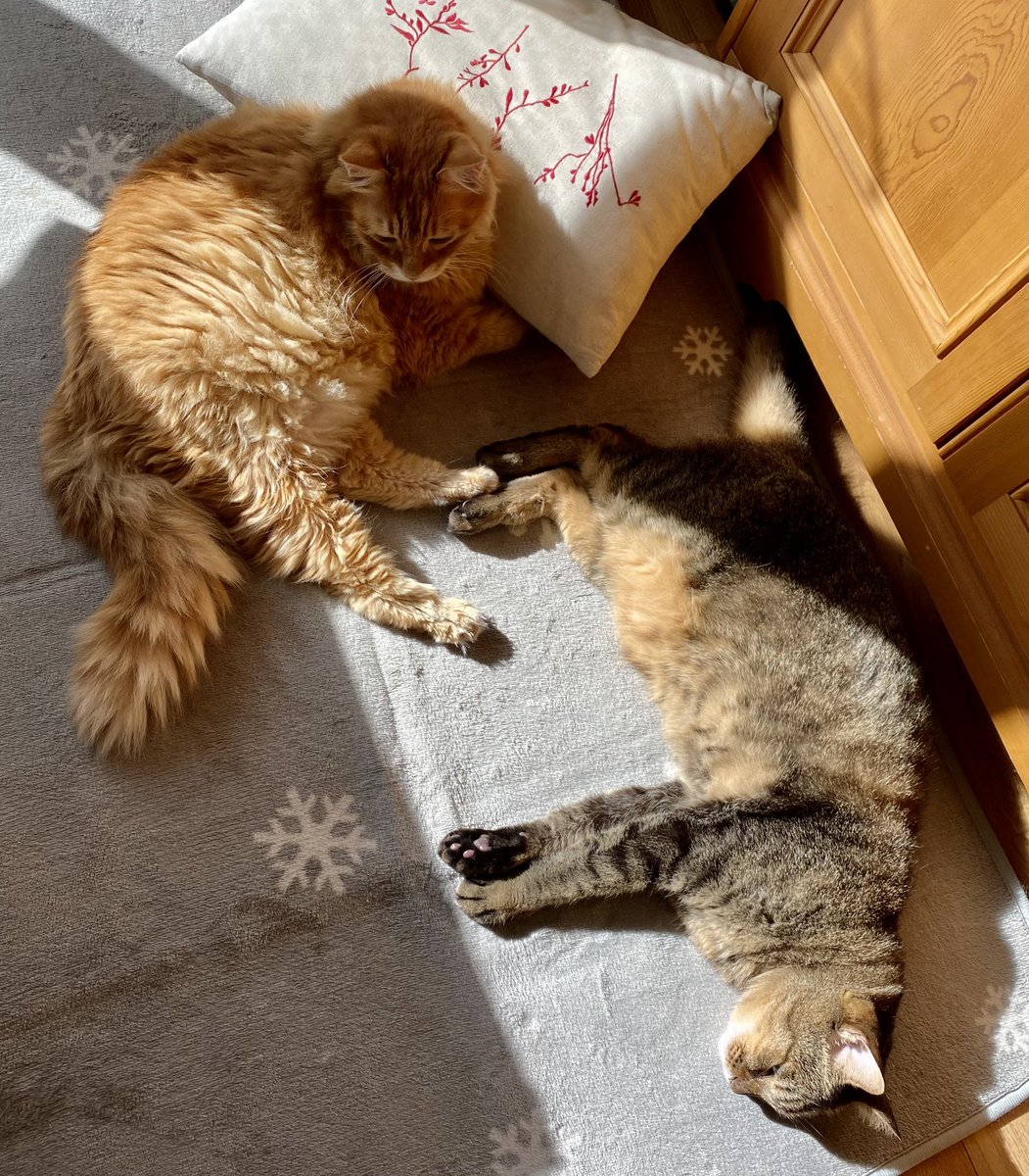 飼い主さんを ちょいちょい して退かし ストーブ前のベストポジションを確保する犬さん 真ん前を陣取る 2ページ目 Togetter