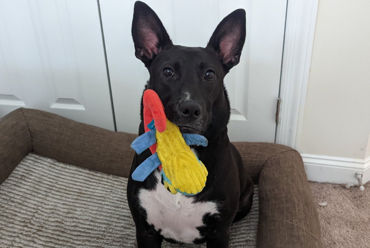 afromunkee's tweet photo. @marphoria Thank you. Ripley is always down for tug o war, any time any place. https://t.co/pkr0tnCYVr