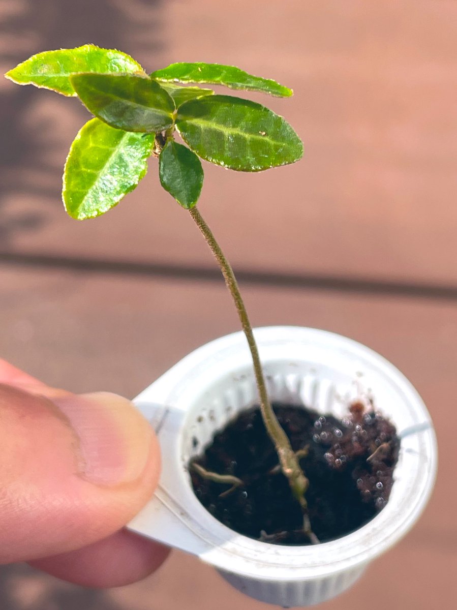 تويتر テイカカズラ البحث في تويتر تويتر テイカカズラ البحث في تويتر