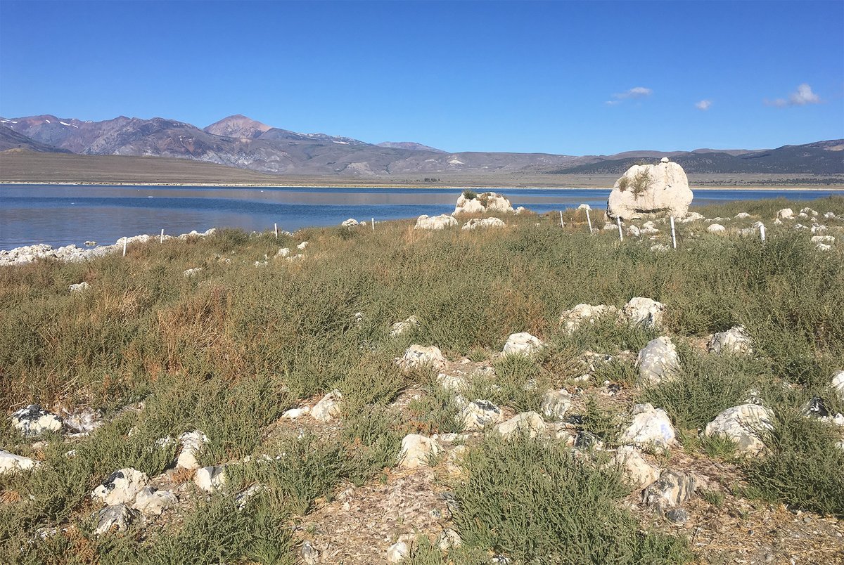 Mono_Lake's tweet photo. Twain Islet in #MonoLake is an important nesting site for California Gulls, but in 2019 it was nearly covered in an invasive weed, which made nesting impossible. After prescribed burns in early 2020 Twain remains largely clear of weeds today! https://t.co/ech6BpOE87