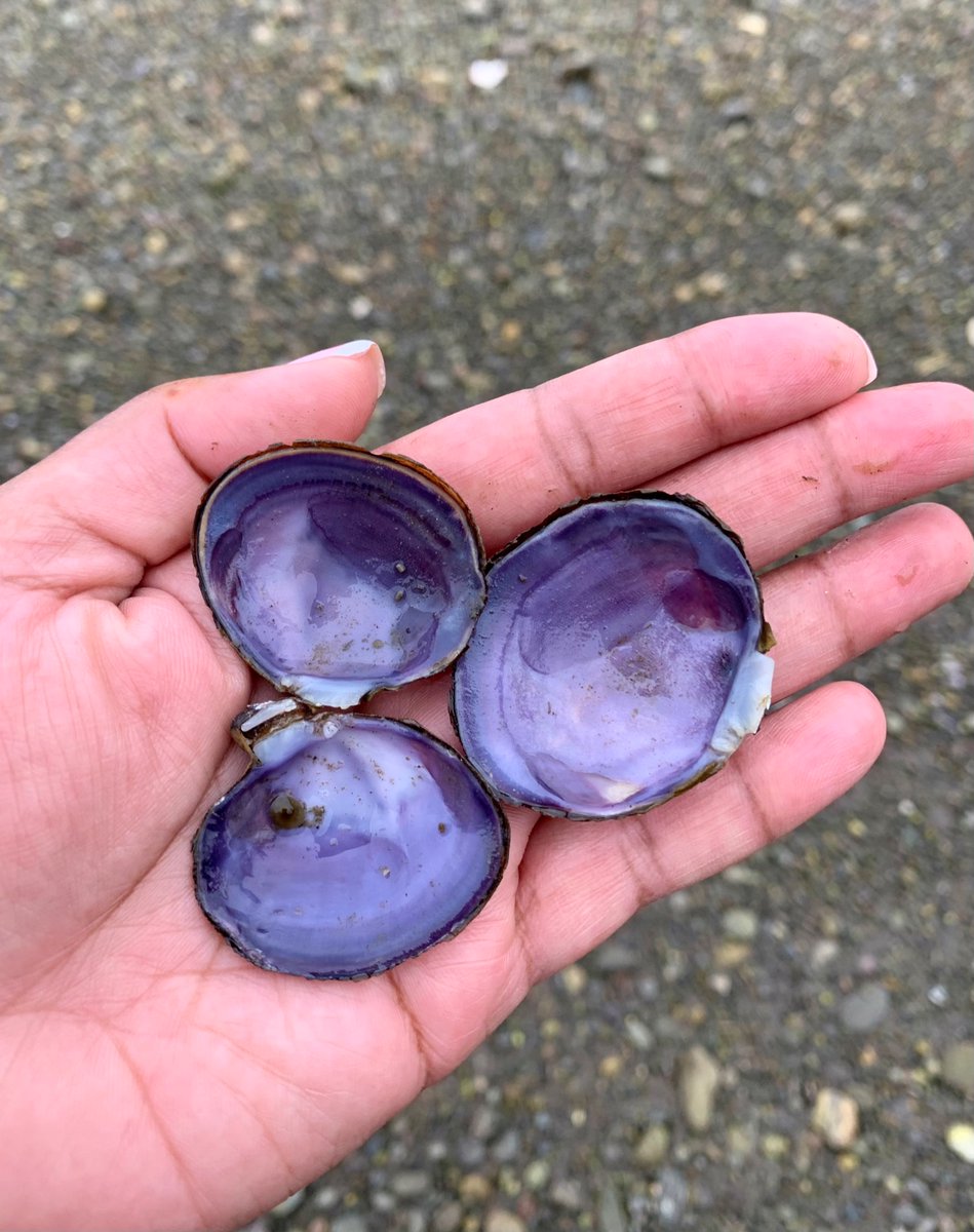 RaniLovezYou's tweet photo. Before leaving our honeymoon spot, I just had to gather some of these purple shells from the beach. 💜 #purpleforlife https://t.co/GqWL5vbq2A