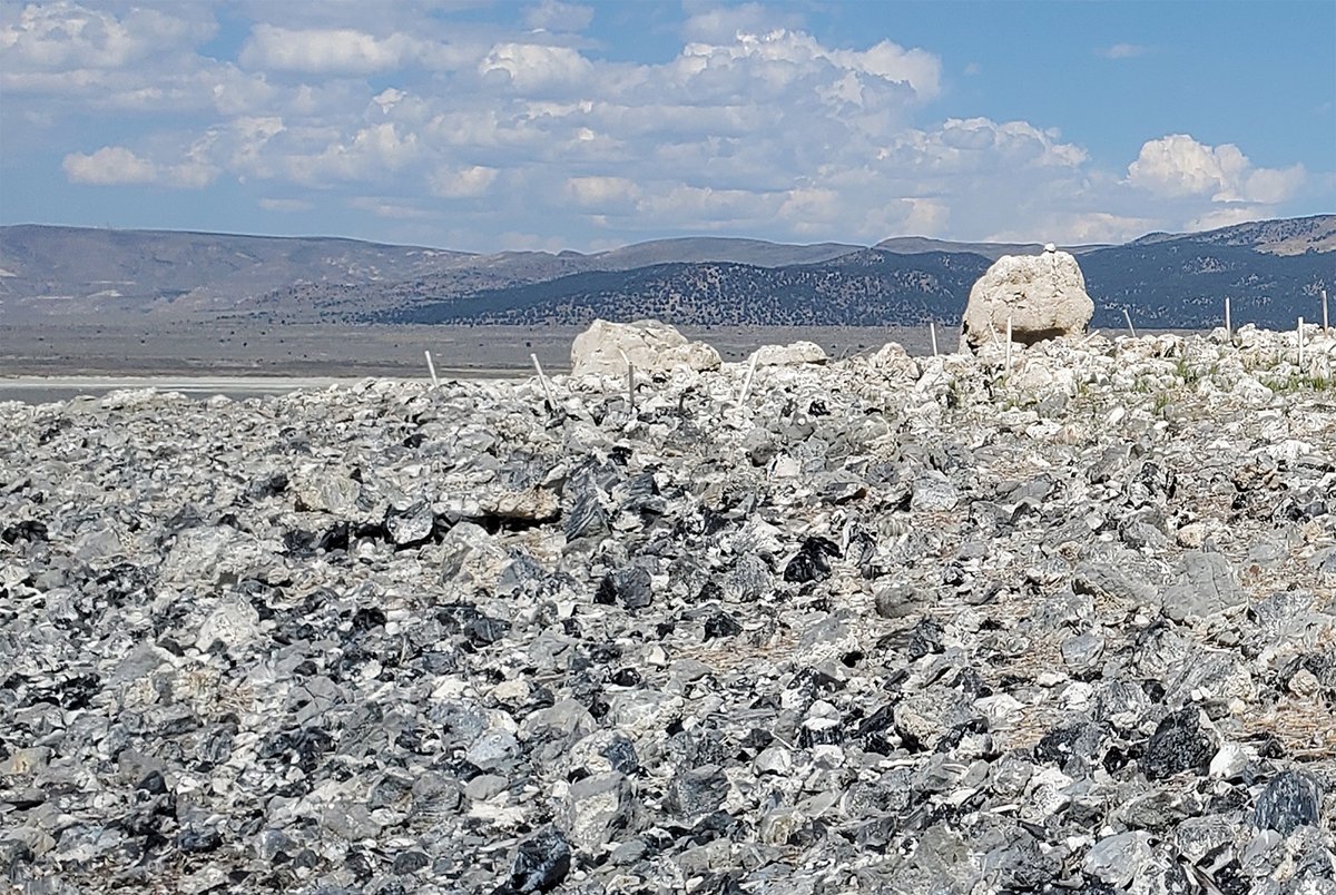 Mono_Lake's tweet photo. Twain Islet in #MonoLake is an important nesting site for California Gulls, but in 2019 it was nearly covered in an invasive weed, which made nesting impossible. After prescribed burns in early 2020 Twain remains largely clear of weeds today! https://t.co/ech6BpOE87