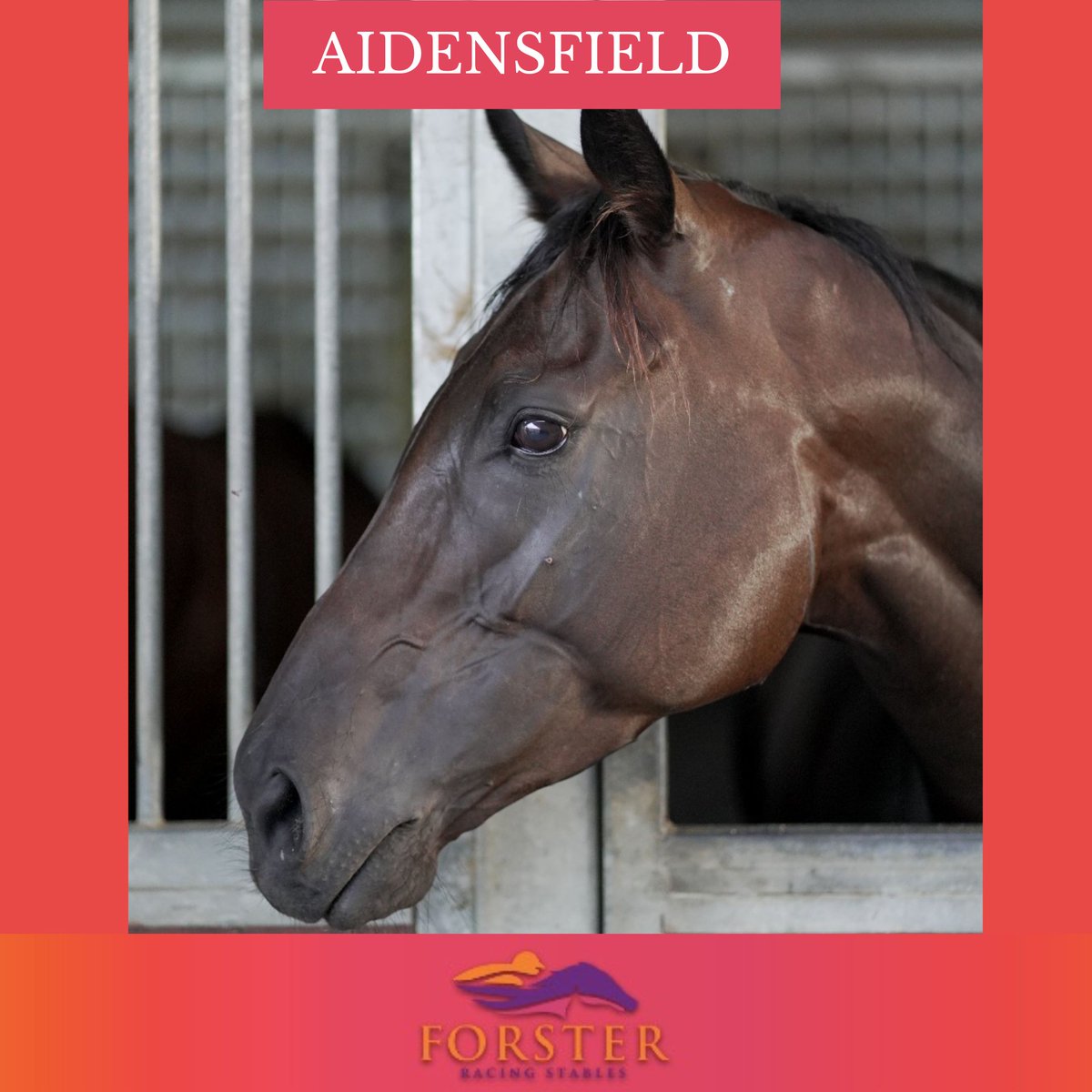 Happy Saturday! We close to home at Eagle Farm today. 
Exo Lady - R5 QTIS 3-Y-O Hcp - 2:03pm
Aidensfield - R9 Class 6 Hcp - 4:38pm

Have a great weekend!

#horseracing #exolady #aidensfield #saturdayracing #horsetrainer #eaglefarm #horsetips