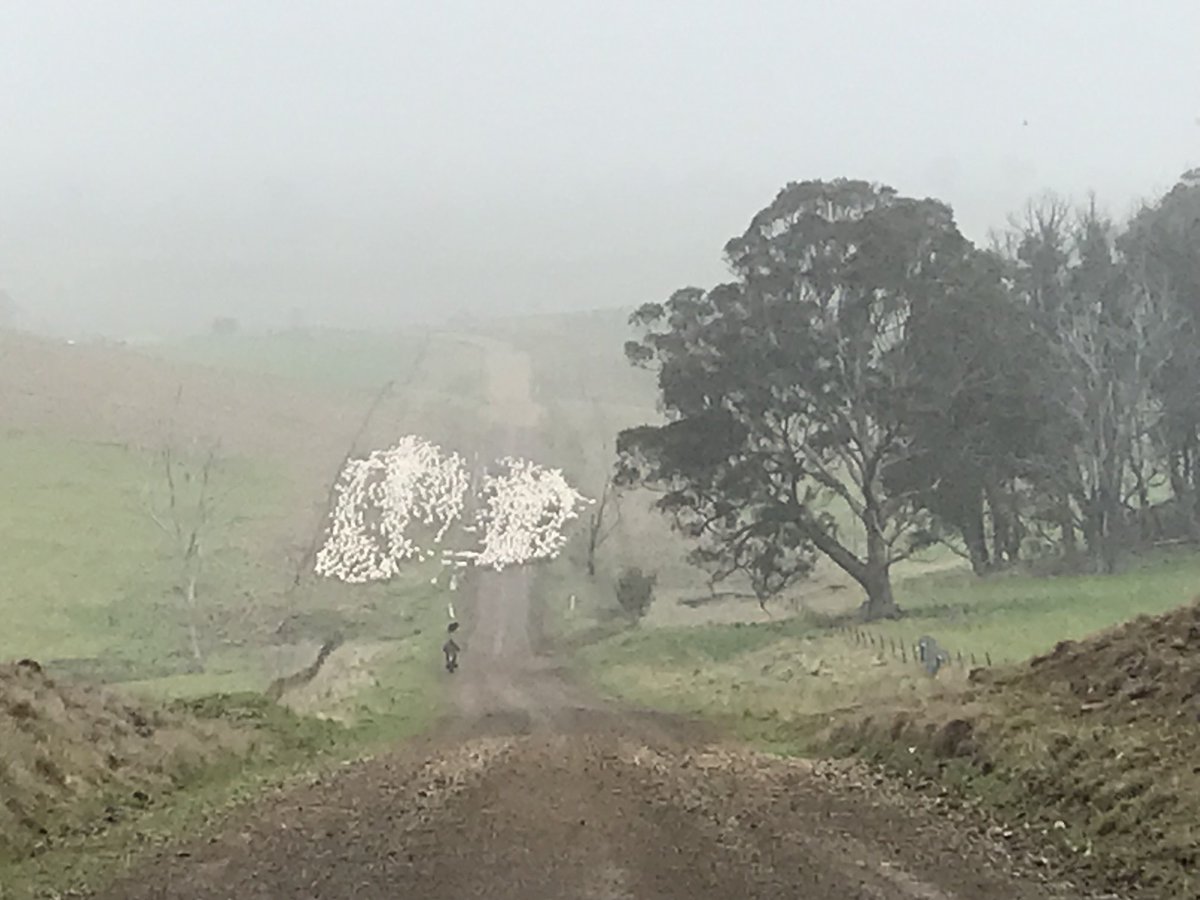 Might just shed those hoggets ……