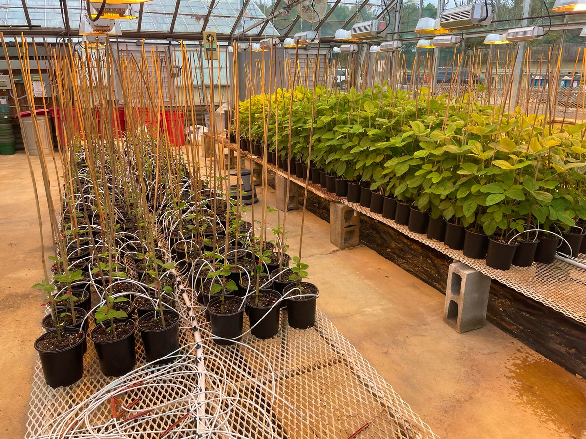 Behind every PI’s slide of the greenhouse is a graduate student who did the work!