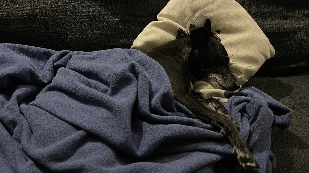 cascadecrisis's tweet photo. Your shot of Jack.
He’s tuckered out.
#doggo #shotofjack https://t.co/BWGzfvDavT