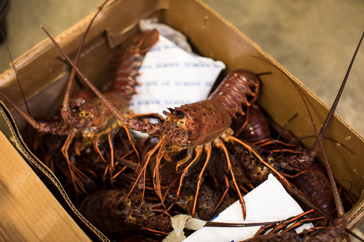 🌟California Spiny Lobster Season has officially begun!!!🌟
🌊Harvested off of the coast of Southern California &amp; known for their large muscular tail we are excited to welcome these unique &amp; delicious lobsters to our menu!!!🌊