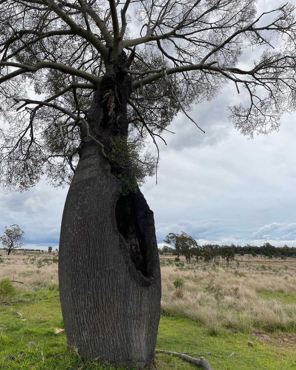 I present to you…a chonk 🌳…a chonk 🌳 who’s trunk I could have stood inside #BottleTree #Ecology #WildOz #NoticingNature