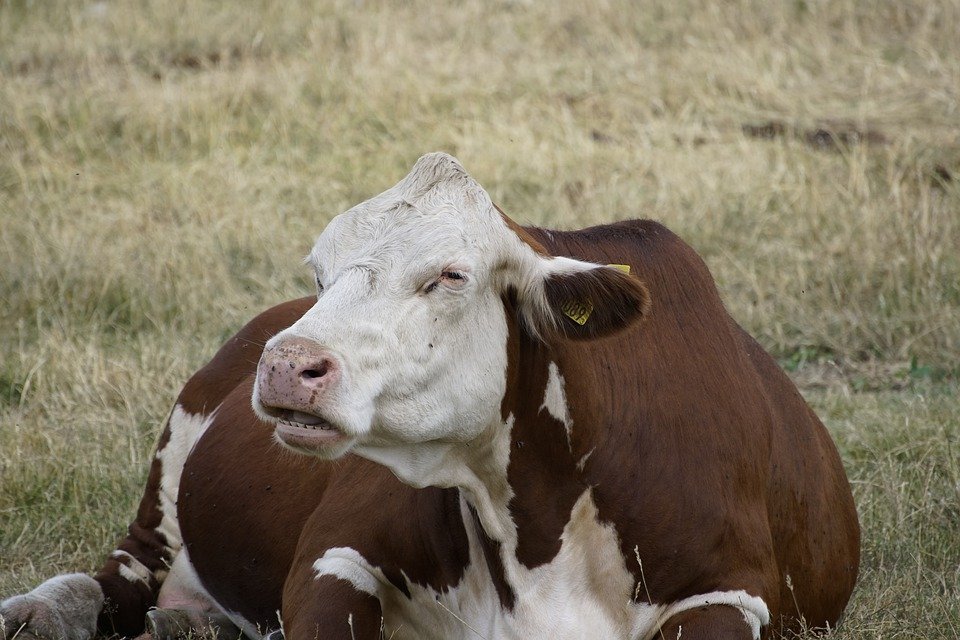 veganfuture's tweet image. Love cows. Don't eat them. #GoVegan 🧡🐮