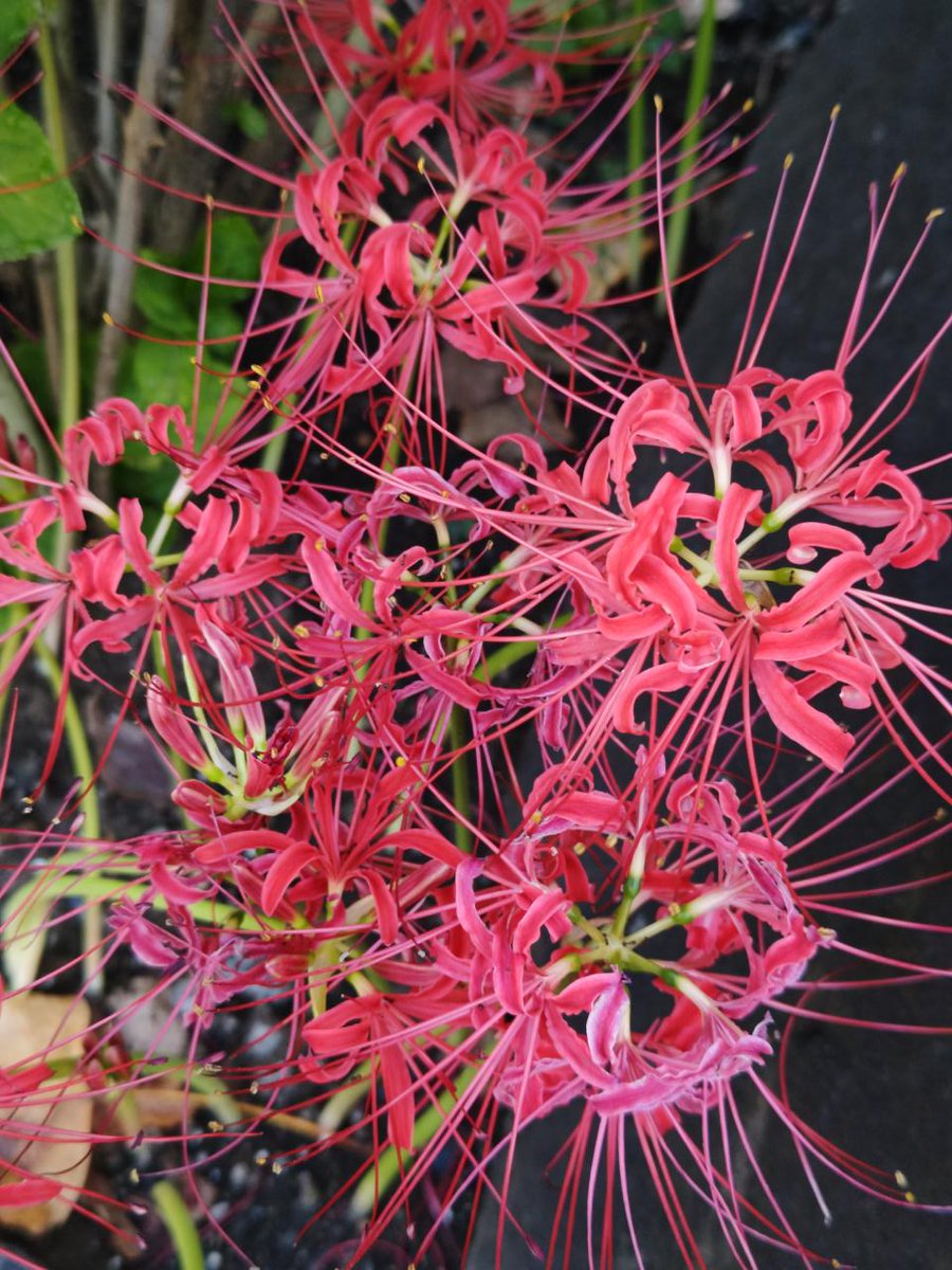 おはようございます。
彼岸花が咲き、金木犀の香りが漂ったと思ったら
いきなり冬のような寒さがやってきました。
今日は雨も止み、少し暖かくなりそうです。
本日は土曜特売日、アウトレット玉子をご用意しております。
お近くにお越しの際はお立ち寄りください。
＃玉子焼
#玉栄本日営業中