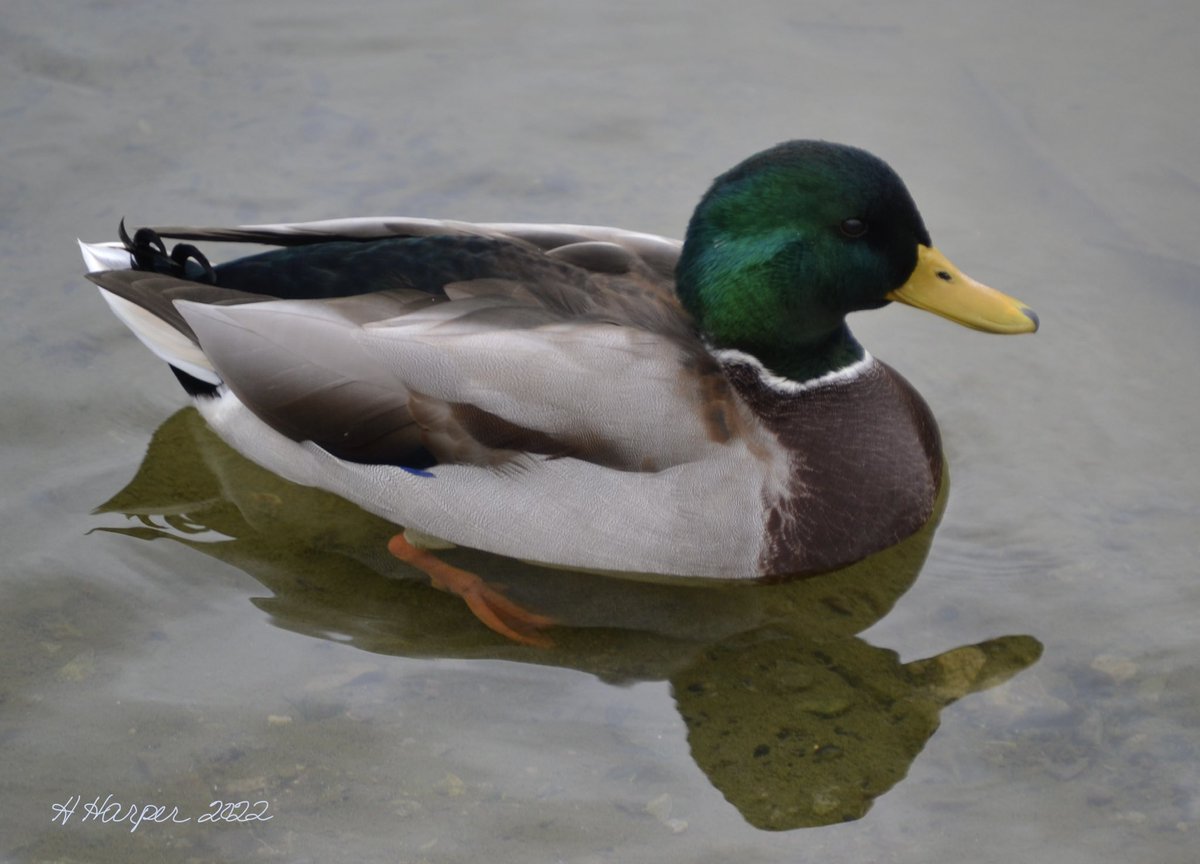 Beautiful birds! #birds #ducks #goose #NatureBeauty