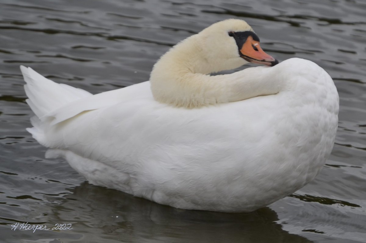Grooming! Funny poses! #Swans #beauty #NaturePhotography #NatureBeauty