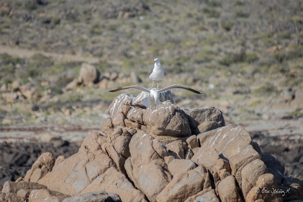 erib1977's tweet photo. Desierto florido 2022, Región de Atacama.
.
.
Chile 🇨🇱.
#photography #fotografia #hikingadventures #MarcaChile #achilepoh #conociendochile #visitchile #goforchile #desiertoflorido2022 #amigosdechile #atacamachile https://t.co/sRvlIlIsWO