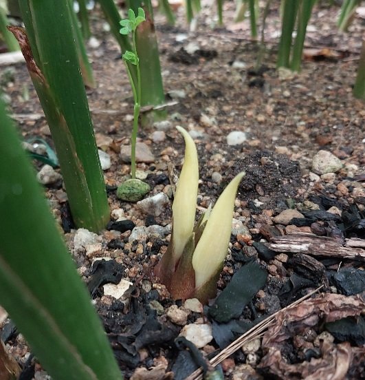 ミョウガの花 Twitter Search Twitter