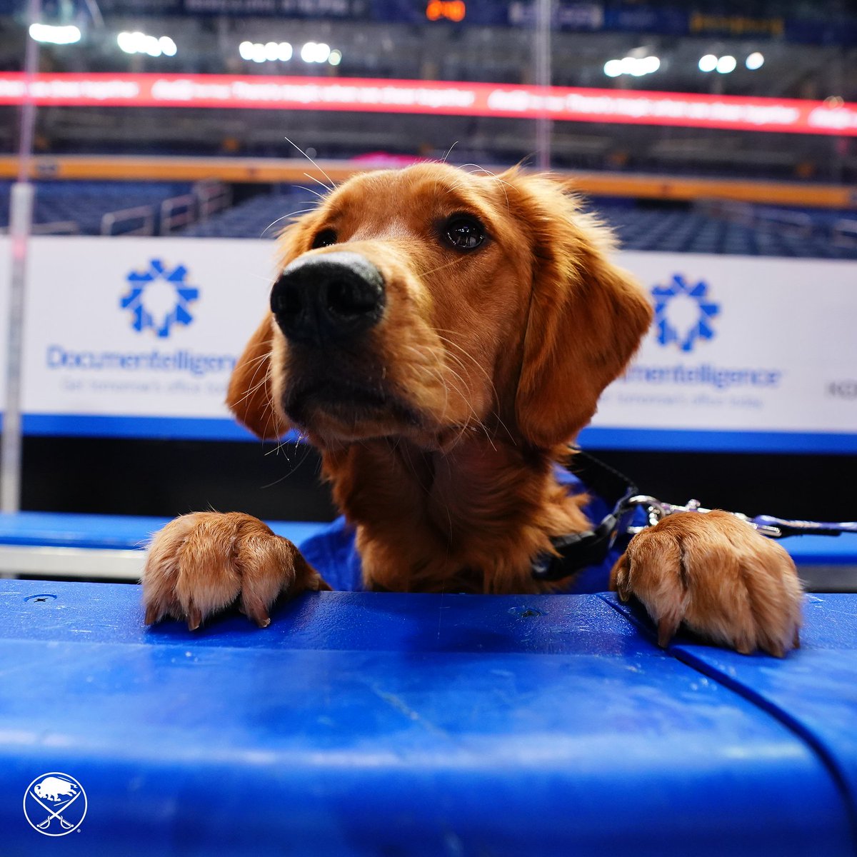 Buffalo Sabres tweet media