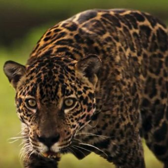 mariegomesz's tweet photo. Último dia pra aclamar a atuação das lendas #Pantanal https://t.co/6SIZAgz8F3