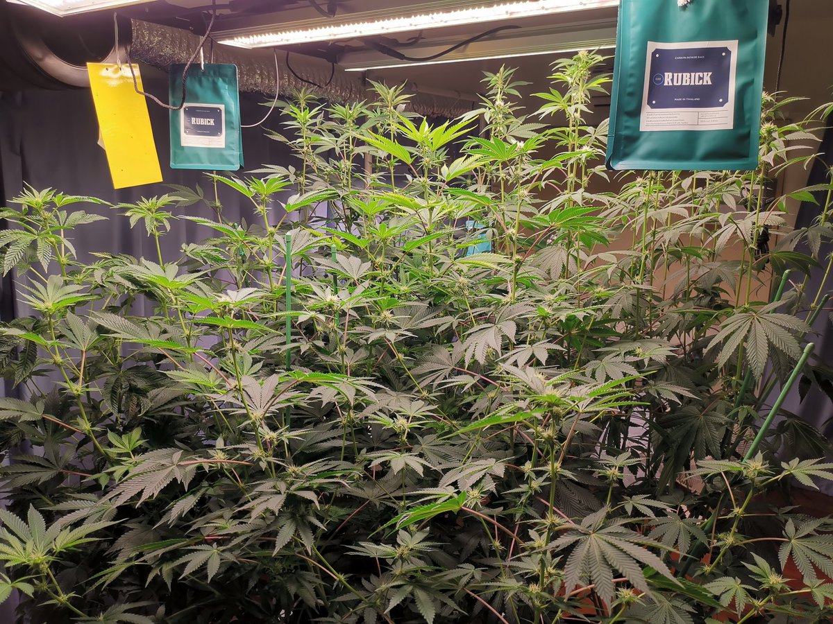 armselmer's tweet photo. Another grow room.
Tropicana Cherry x Peach Ozz and Peach Sherbert OG, the genetic from perfect tree.
They are in 2nd week of flowering.

#cannabis #CannabisCommunity https://t.co/3CwD7u6NLg