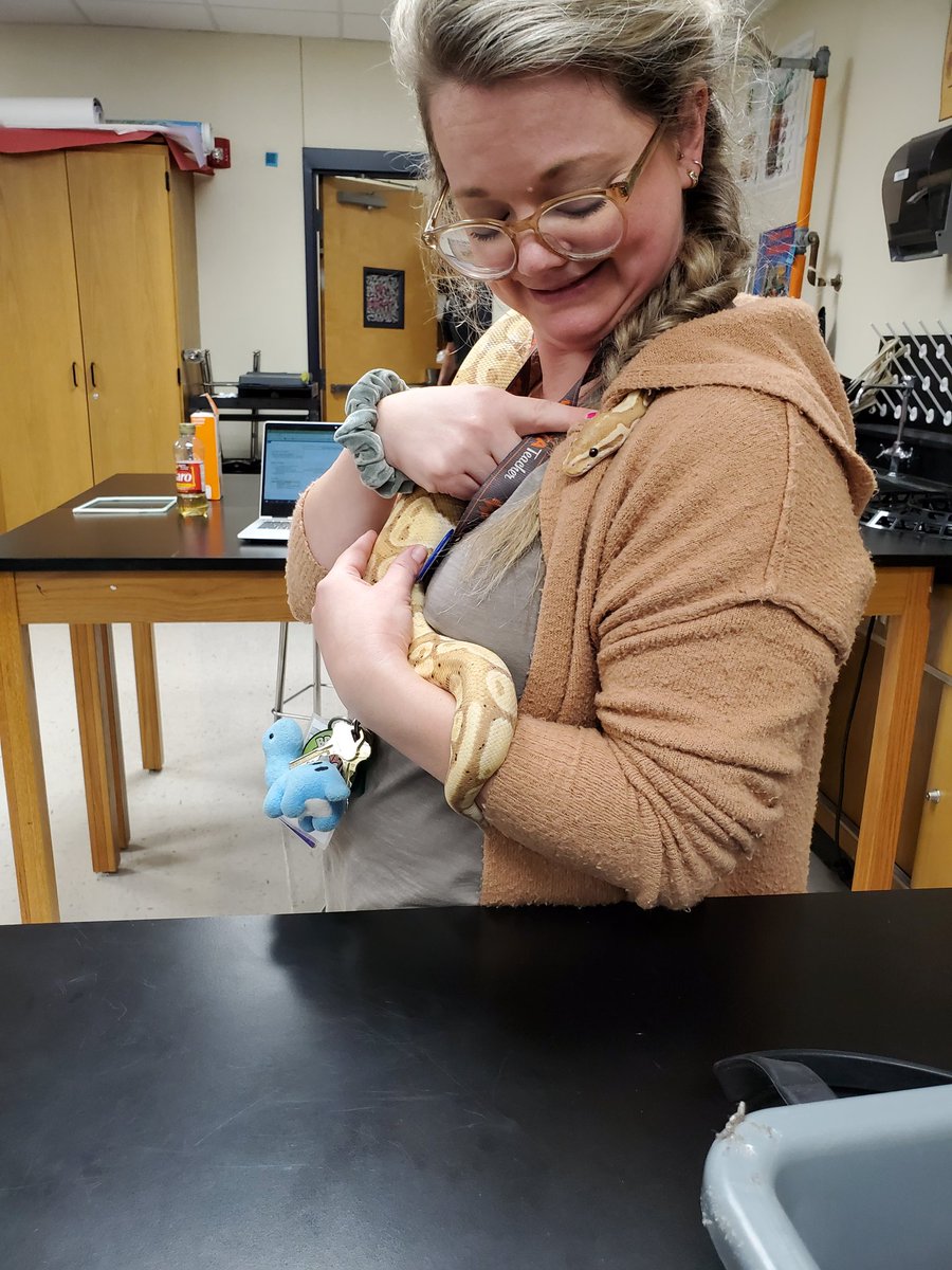 SRattlerscience's tweet photo. When your school mascot is a Rattler but you need something that isn't poisonous... being in a ball python! Welcome Steve! Come by @SMHS_SMCISD in rm 200 for a visit! 🐍 he's friendly! Thanks living science! https://t.co/Ax4sp8YiDC