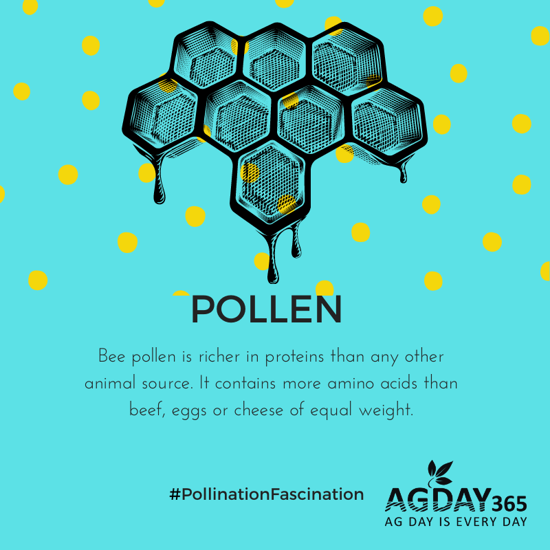 AGDAY365's tweet photo. 🍯 Bee pollen is richer in proteins than any other animal source. It contains more amino acids than beef, eggs or cheese of equal weight. #PollinationFascination 🦋 #AgDay365 https://t.co/ocDUIKxl0S