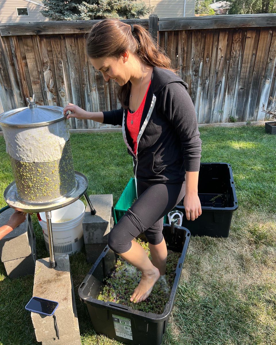 tiandrawilde's tweet photo. Stomping on the grapes is my favorite step in making homemade wine.🍇🍷 https://t.co/Nftrm10mOy