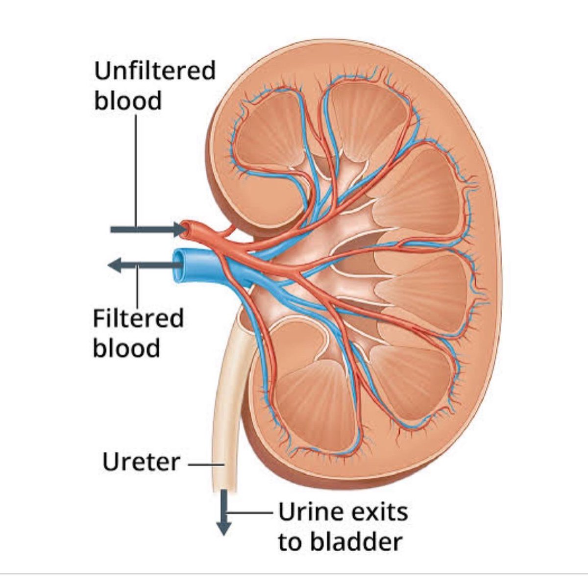 PJones Spleenologist 😎 (@pj5610) on Twitter photo Tomorrow on 3RRR Radiotherapy show 10am 102.7FM - hot health topics! Can podcast if you miss it 🤓Lung cancers and renal diseases #cardiothoracicsurgery <a href="/AlfredHealth/">The Alfred</a> Assoc Prof Chris Merry and Assoc Prof Rosemary Masterson renal physician #royalmelbournehospital tune in!! Tomorrow on 3RRR Radiotherapy show 10am 102.7FM - hot health topics! Can podcast if you miss it 🤓Lung cancers and renal diseases #cardiothoracicsurgery <a href="/AlfredHealth/">The Alfred</a> Assoc Prof Chris Merry and Assoc Prof Rosemary Masterson renal physician #royalmelbournehospital tune in!!