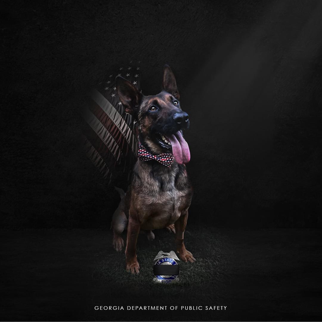 ga_dps's tweet photo. The Georgia Department of Public Safety is saddened to announce that K9 Figo was shot and killed today while bravely serving the State of Georgia.  Please keep his handler in your prayers as he navigates these difficult times. https://t.co/MMBvtyGTd5
