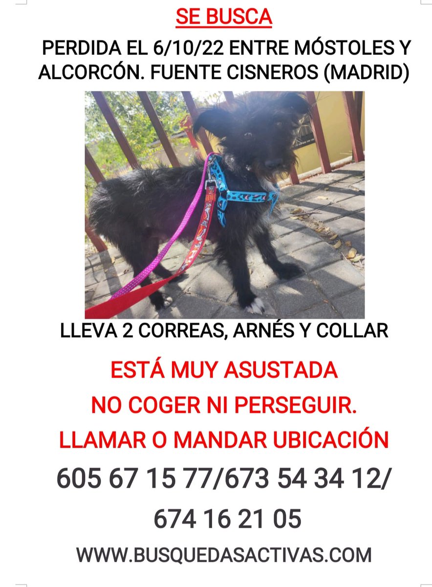 NuevaVidaAdop's tweet photo. 🔴DIFUSION EXTERNA
#Madrid #Mostoles #Mostolescity #Alcorcon
#Perdida al llegar a #Madrid para comenzar su Nueva Vida
!!NO CONOCE LA ZONA!!
Unete a este grupo si puedes colaborar:
▶️https://t.co/ucW39zhGEO
#ayuda #rt #perroperdidomadrid #perdidos https://t.co/p7d35zOKT4