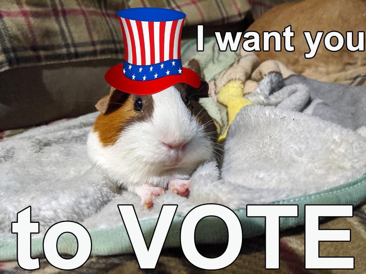 I haz an impawtant missive to share wif u from Glorious Peegvalla...I, Empress Ginger Peeg, remind u muricans to pls DO DA TING and vote next month. Check ur registration vote.org/am-i-registere…