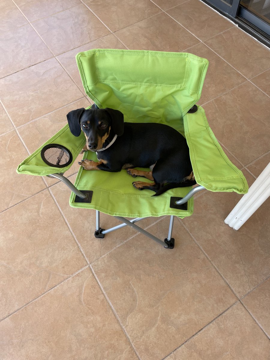 idcyyc's tweet photo. Bella needed her own lawn chair to keep her off of mine π. At 36c best to keep her off the ground too. #dachshunds #comfydogs #spoiledpuppy https://t.co/EvbNPA8Fok