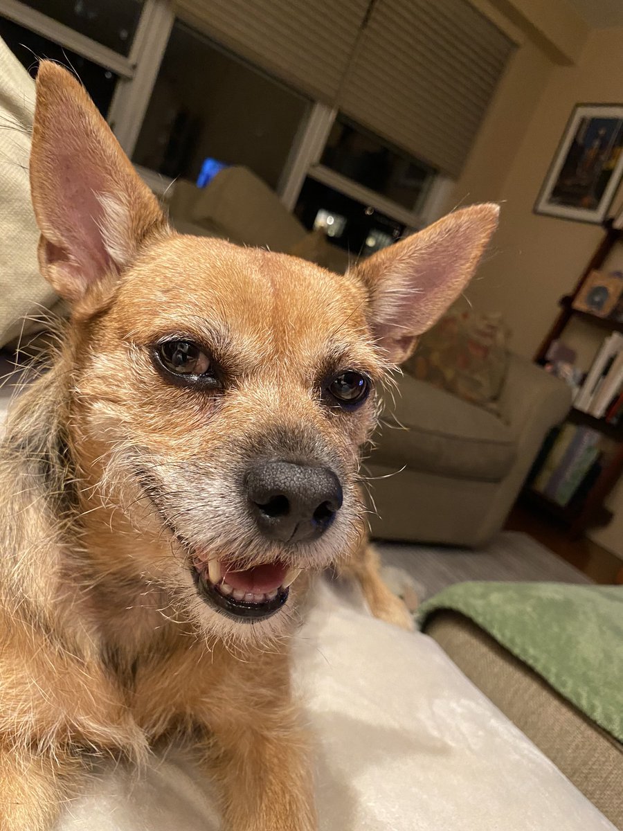 Lexipupnyc's tweet photo. @bunsenbernerbmd Ruby says it is obvious- we all have the best dog! https://t.co/oNbcLPmqBK