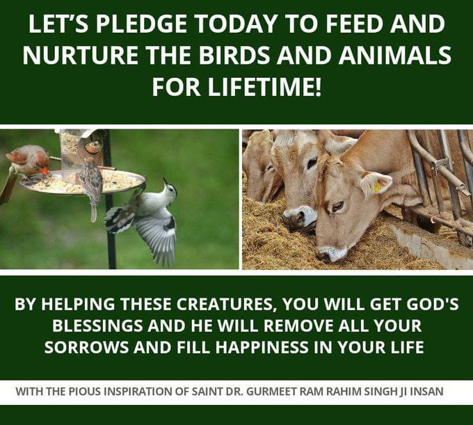 Every living creature has need water and food for living it is the responsibility of everyone help birds. Dera Sacha Sauda followers take out the first bite of their every meal and feed it to birds and #FeedEveryCreature. With the guidance of Saint Gurmeet Ram Rahim Ji..