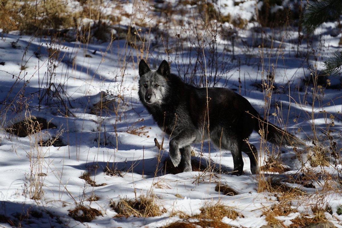 WOLFSanctuaryCO tweet picture