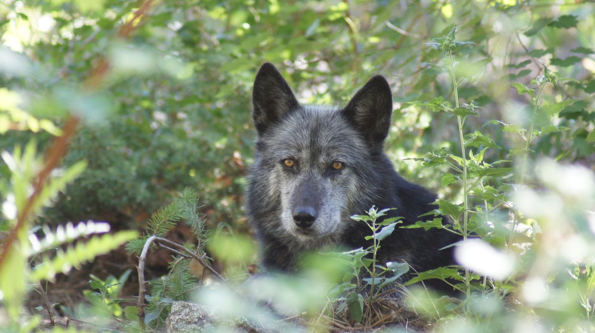 WOLFSanctuaryCO tweet picture