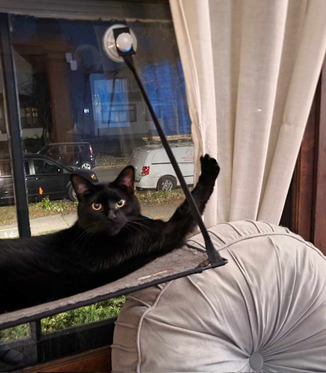 AbbeMSP's tweet photo. Welcome to the gun show. #BlackCat https://t.co/Q7ETWEL3ra