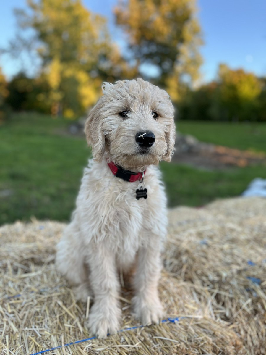 __amandq's tweet photo. Benji’s turning into the best little orchard pup❤️ https://t.co/iKZmLIVhsy