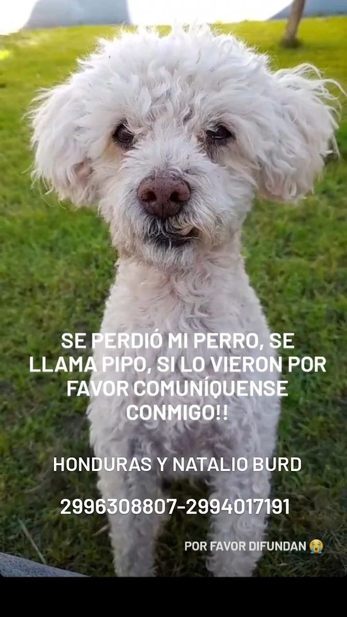 Por favor si lo ven comuníquense conmigo!!! Necesito encontrarlo😭