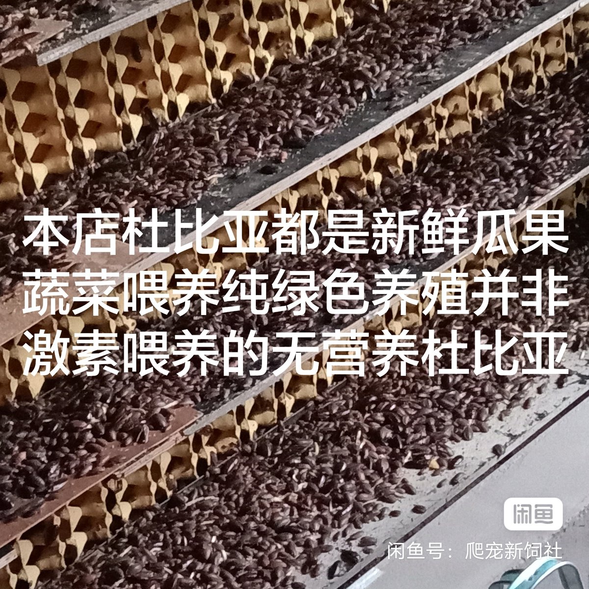 goshui38's tweet photo. 杜比亚蟑螂全规格出货一次合作终身朋友守宫，鬃狮蜥，鱼，蜘蛛，蛇，乌龟的活体饲料杜比亚蟑螂15383385178#杜比亚#杜比亚出售#杜比亚活体饲料#杜比亚蟑螂#鬃狮蜥#守宫
绿色养殖关注爬宠健康 https://t.co/c881iHorEG
